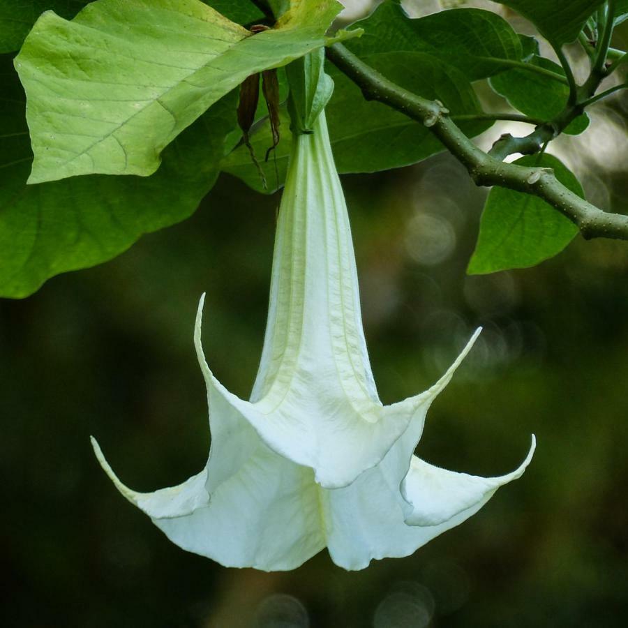 Bungalow La Datura El Paso Eksteriør billede
